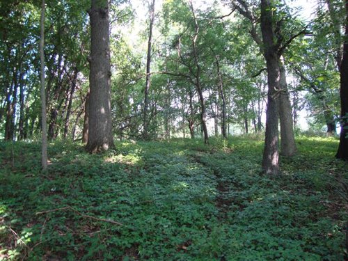Property photo 10 - 72 Acres offered in 6 Tracts